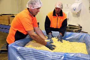 Process Operators breaking up fruit